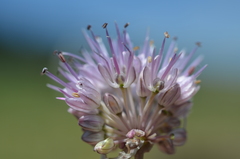 Allium kaschianum