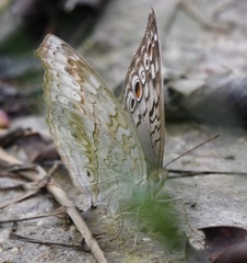 Junonia atlites atlites