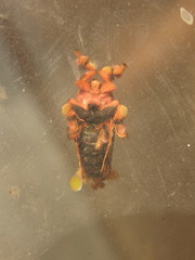 Phobetron hipparchia