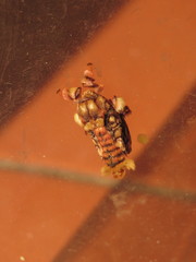 Phobetron hipparchia