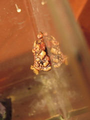 Phobetron hipparchia