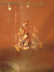 Phobetron hipparchia