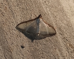 Cydalima