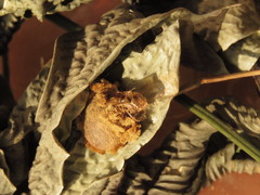 Phobetron hipparchia