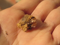 Phobetron hipparchia