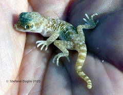 Stenodactylus sthenodactylus