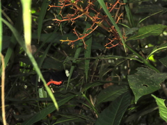 Parides erithalion cauca