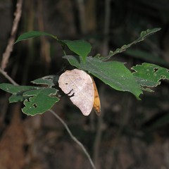 Cirrochroa tyche mithila