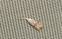 Bucculatrix bechsteinella