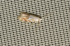 Bucculatrix bechsteinella