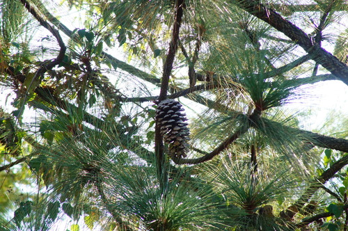 Montezuma pine (Pinus montezumae)