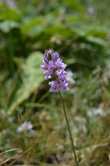 Oxytropis merkensis