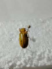 Cteniopus sulphureus
