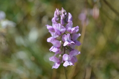 Oxytropis merkensis