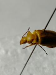 Cteniopus sulphureus