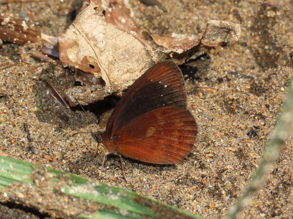 Lymanopoda caucana