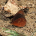Lymanopoda caucana - Photo (c) Indiana Cristo, some rights reserved (CC BY-NC)