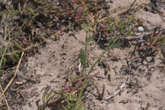 Capnophyllum africanum