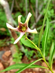 Stomatostemma monteiroae