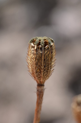 Papaver croceum