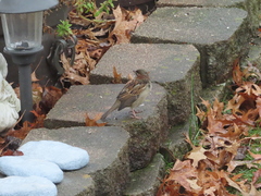 Passer domesticus