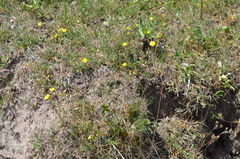 Potentilla virgata