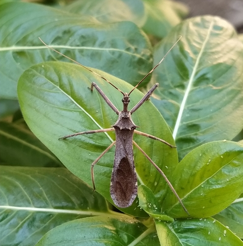 Heza sericans