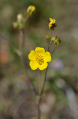 Potentilla virgata