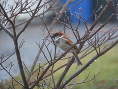 Passer domesticus