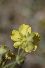 Potentilla virgata