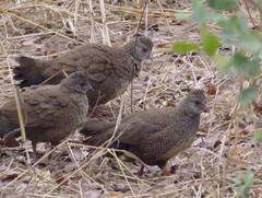 Ptilopachus petrosus