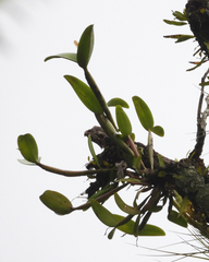 Image of Cattleya aurantiaca