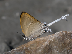 Cheritra freja evansi