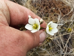 Gentianella montana montana