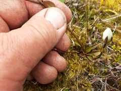 Gentianella montana montana