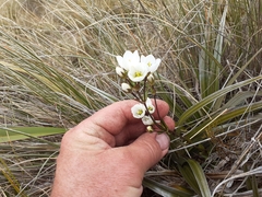 Gentianella montana montana