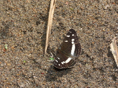 Janatella fellula
