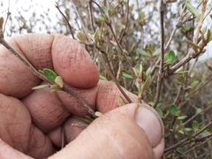 Olearia laxiflora