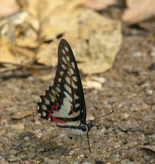 Graphium doson axion