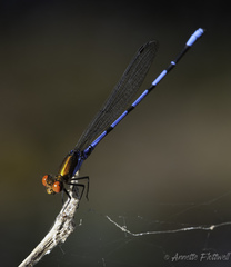 Argia oenea