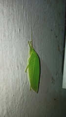 Tettigoniidae