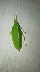 Tettigoniidae