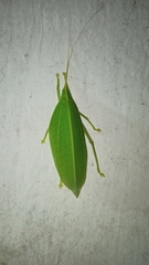 Tettigoniidae