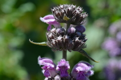 Phlomoides pratensis