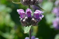 Phlomoides pratensis