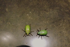 Pelidnota prasina