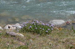 Ziziphora clinopodioides