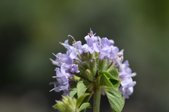 Ziziphora clinopodioides