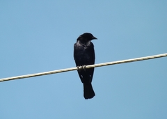 Molothrus bonariensis