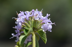 Ziziphora clinopodioides